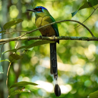 Amazonian Motmot
